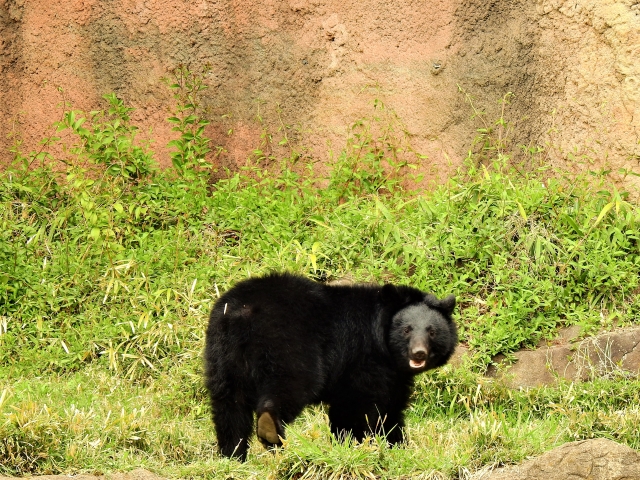 クマさん マジ怖い 渓流の熊対策アイテム 渓ろぐ Tanilog